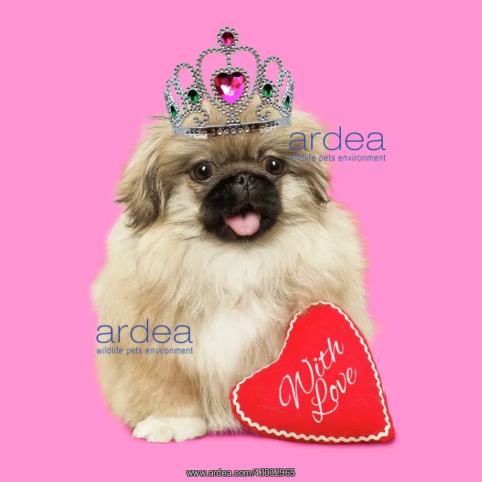 : Pekingese dog, puppy mouth open wearing tiara with : Pekingese dog, puppy mouth open wearing tiara with