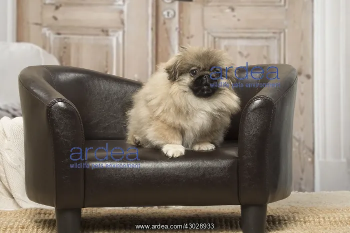: Pekingese puppy dog indoors : Pekingese puppy dog indoors