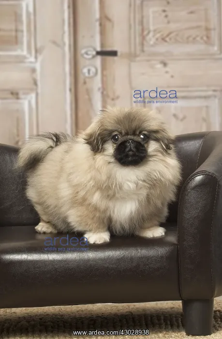 : Pekingese puppy dog indoors : Pekingese puppy dog indoors