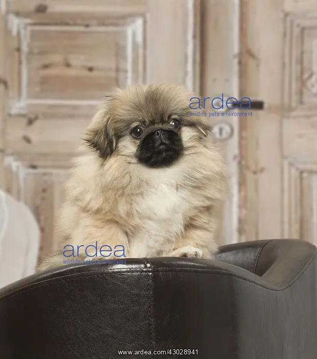 : Pekingese puppy dog indoors : Pekingese puppy dog indoors