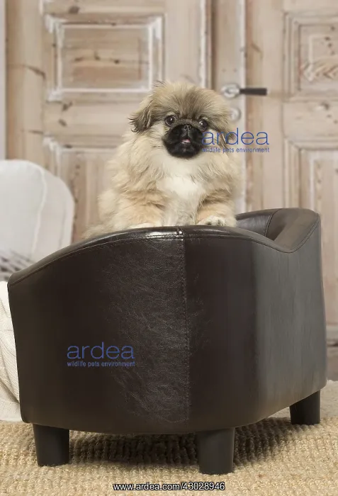 : Pekingese puppy dog indoors : Pekingese puppy dog indoors