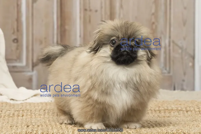  : Pekingese puppy dog indoors