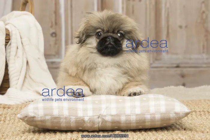 : Pekingese puppy dog indoors : Pekingese puppy dog indoors
