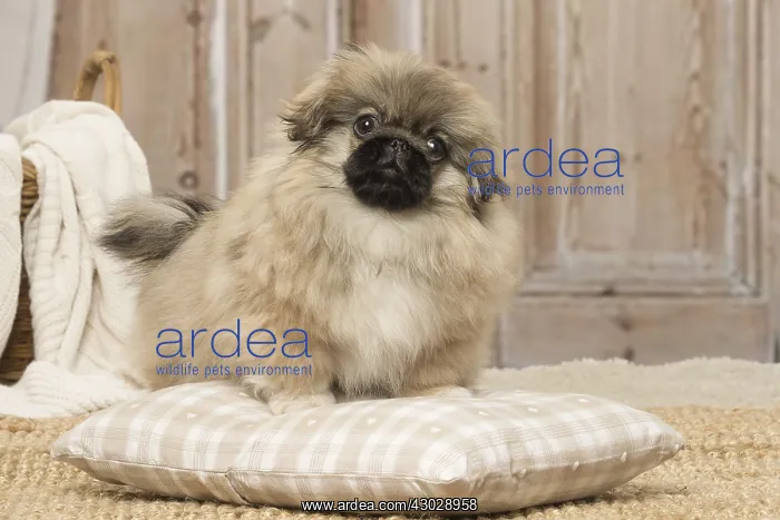 : Pekingese puppy dog indoors : Pekingese puppy dog indoors