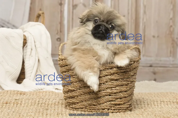 : Pekingese puppy dog indoors : Pekingese puppy dog indoors