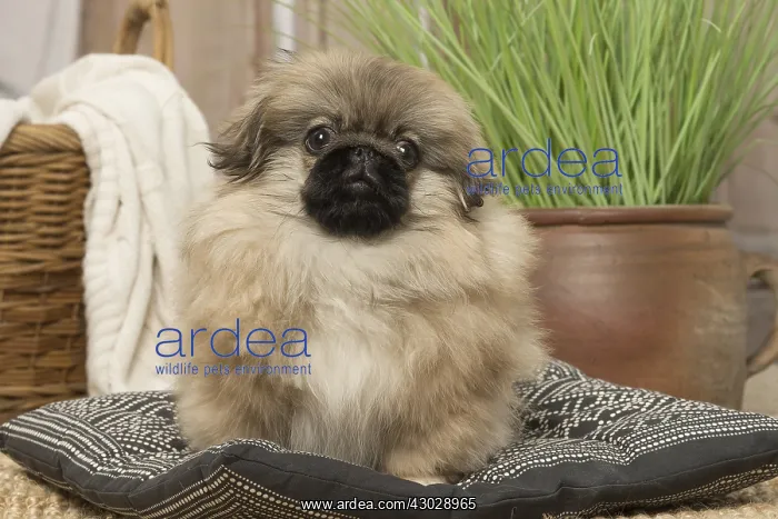 : Pekingese puppy dog indoors : Pekingese puppy dog indoors