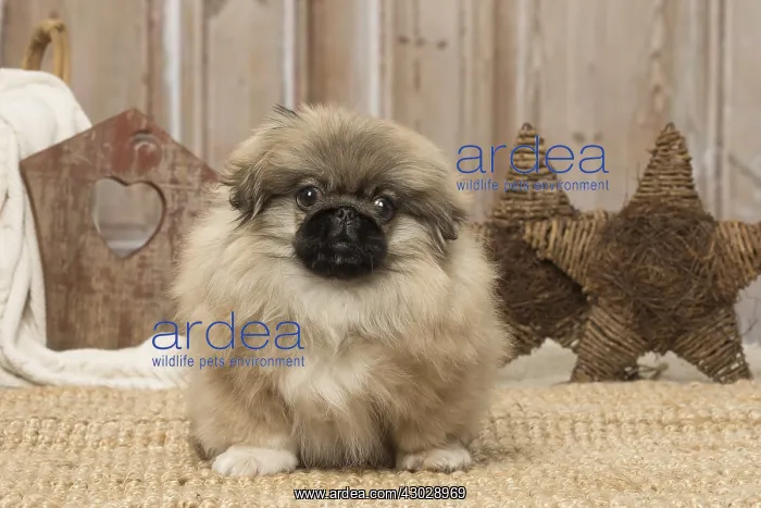  : Pekingese puppy dog indoors