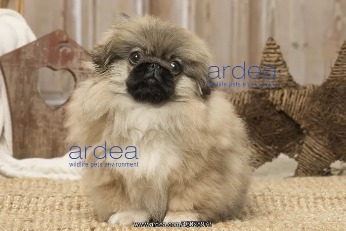  : Pekingese puppy dog indoors