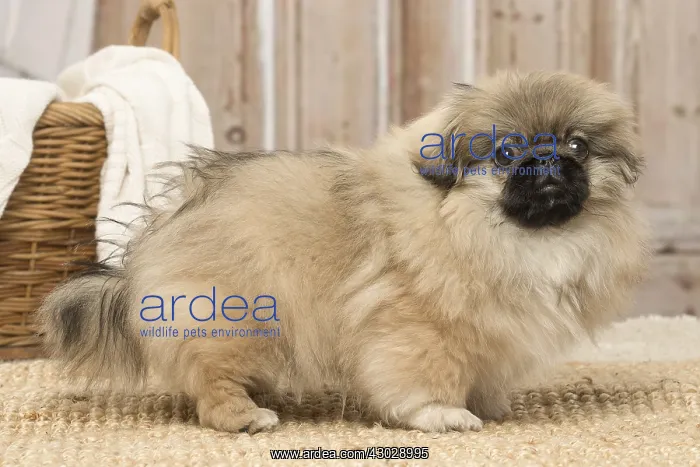  : Pekingese puppy dog indoors