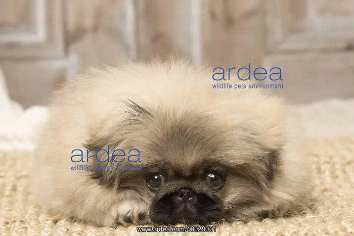  : Pekingese puppy dog indoors