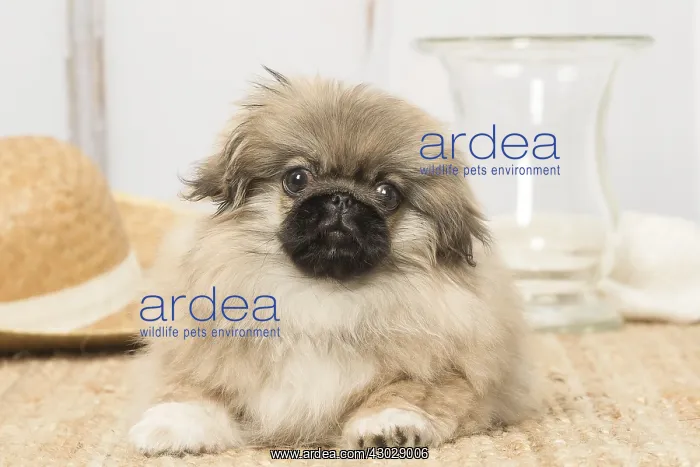  : Pekingese puppy dog indoors