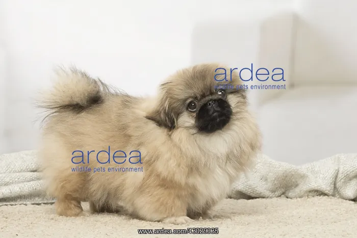 : Pekingese puppy dog indoors