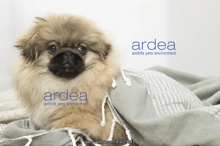 : Pekingese puppy dog indoors : Pekingese puppy dog indoors