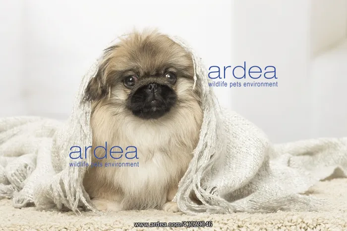 : Pekingese puppy dog indoors : Pekingese puppy dog indoors