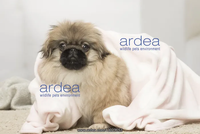  : Pekingese puppy dog indoors