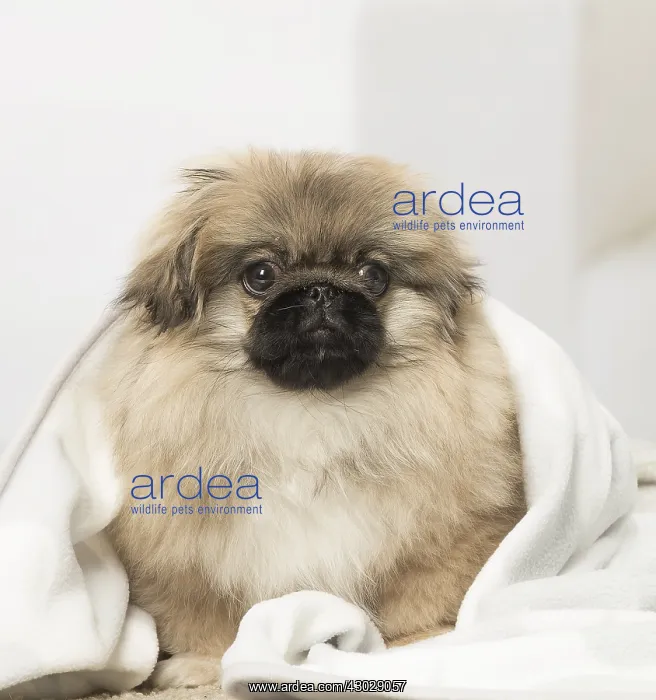: Pekingese puppy dog indoors : Pekingese puppy dog indoors