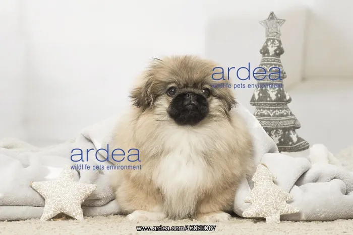  : Pekingese puppy dog indoors