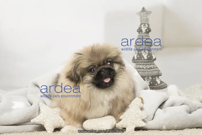  : Pekingese puppy dog indoors