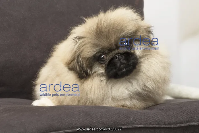  : Pekingese puppy dog indoors