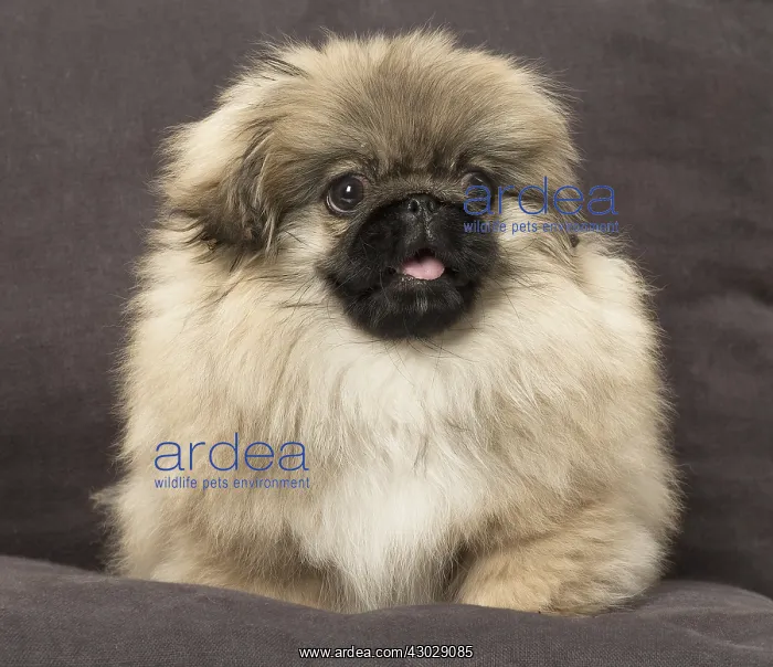  : Pekingese puppy dog indoors