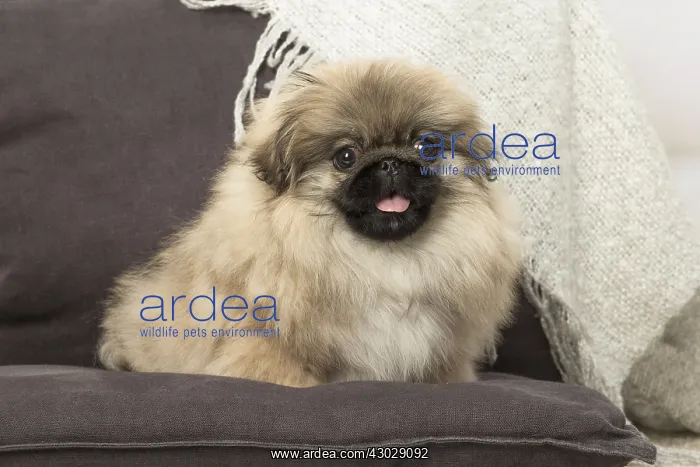 : Pekingese puppy dog indoors : Pekingese puppy dog indoors