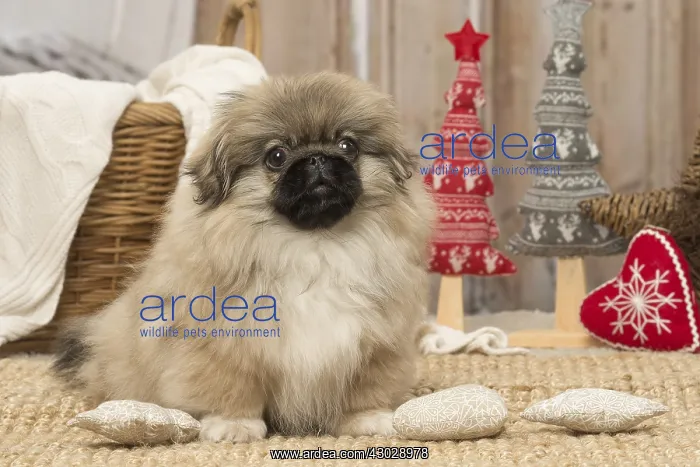  : Pekingese puppy dog indoors at Christmas
