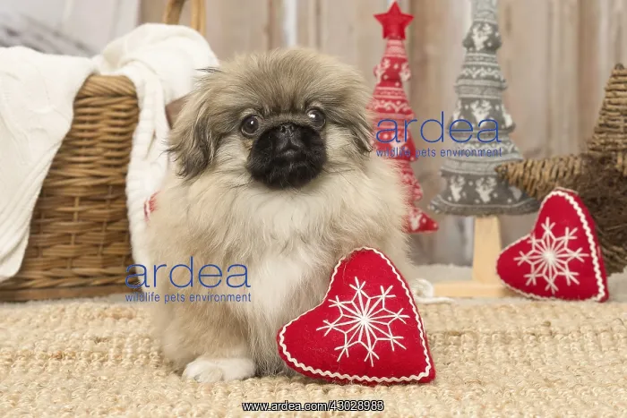  : Pekingese puppy dog indoors at Christmas