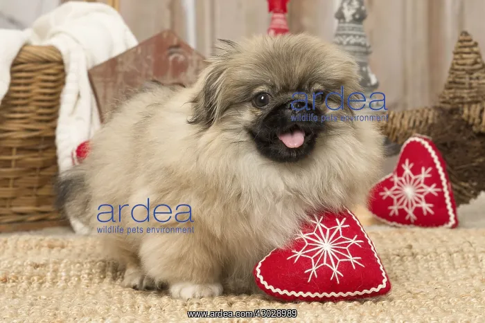 : Pekingese puppy dog indoors at Christmas : Pekingese puppy dog indoors at Christmas