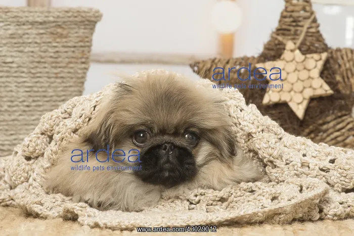 : Pekingese puppy dog indoors at Christmas : Pekingese puppy dog indoors at Christmas