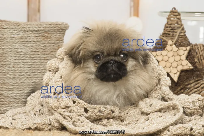 : Pekingese puppy dog indoors at Christmas : Pekingese puppy dog indoors at Christmas