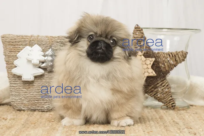  : Pekingese puppy dog indoors at Christmas