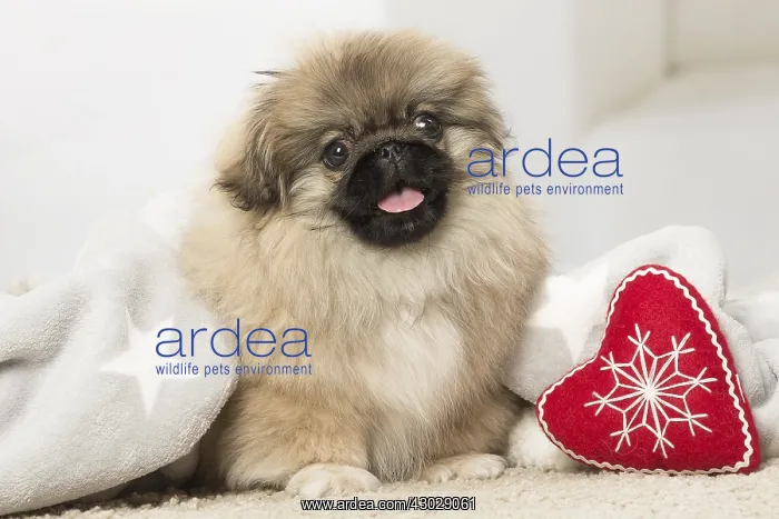 : Pekingese puppy dog indoors at Christmas : Pekingese puppy dog indoors at Christmas
