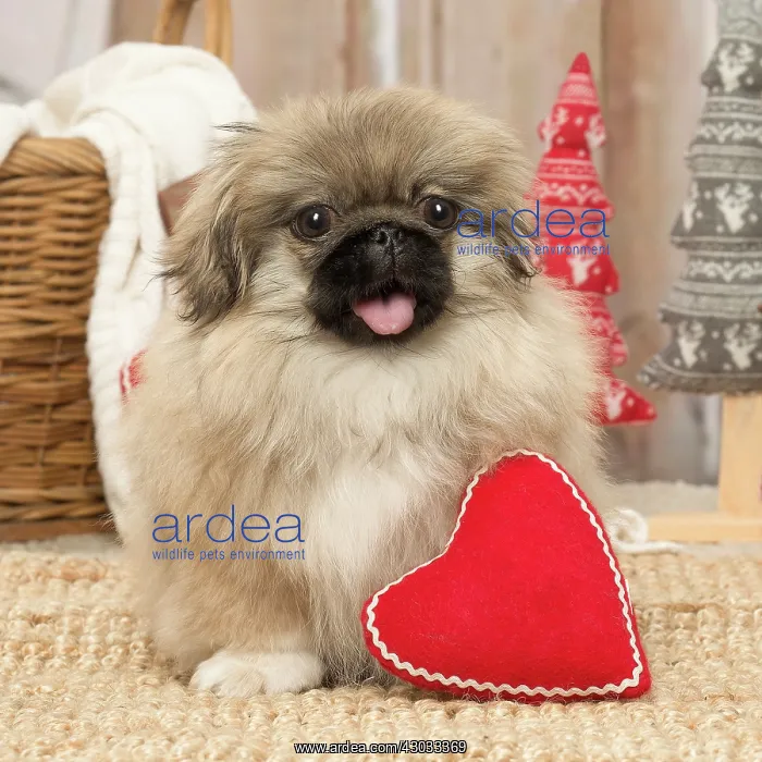 : Pekingese puppy dog indoors at Christmas : Pekingese puppy dog indoors at Christmas