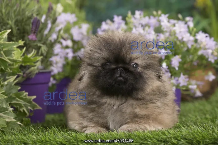  : Pekingese puppy outdoors in the garden