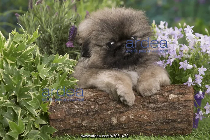 : Pekingese puppy outdoors in the garden : Pekingese puppy outdoors in the garden