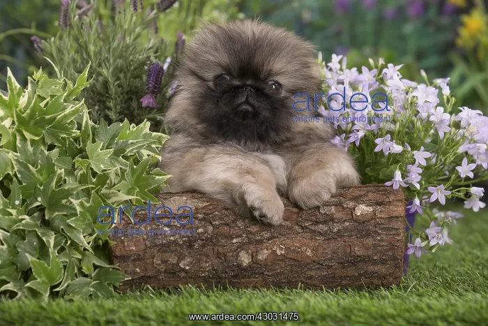 : Pekingese puppy outdoors in the garden : Pekingese puppy outdoors in the garden
