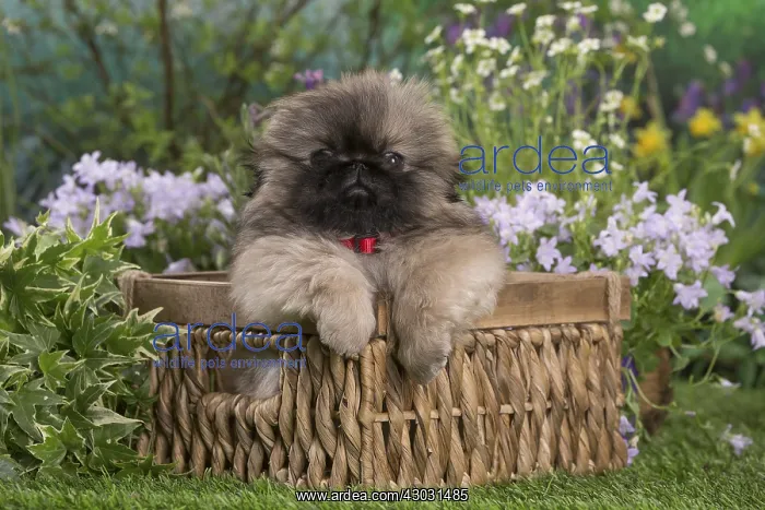 : Pekingese puppy outdoors in the garden : Pekingese puppy outdoors in the garden