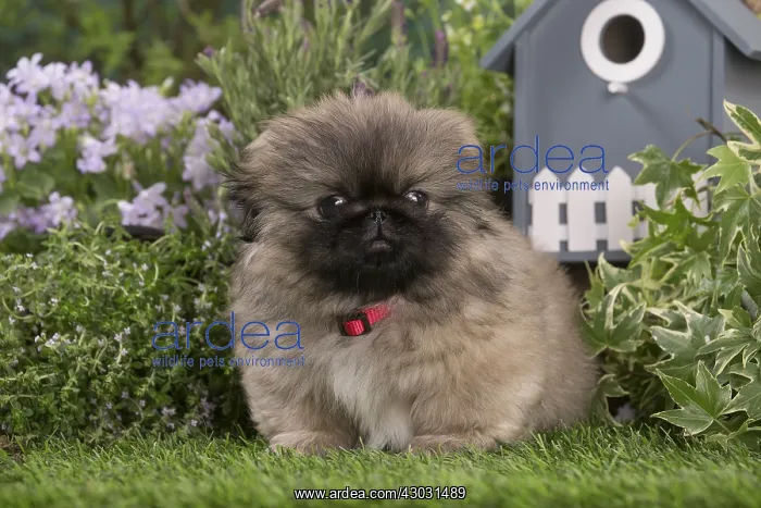  : Pekingese puppy outdoors in the garden