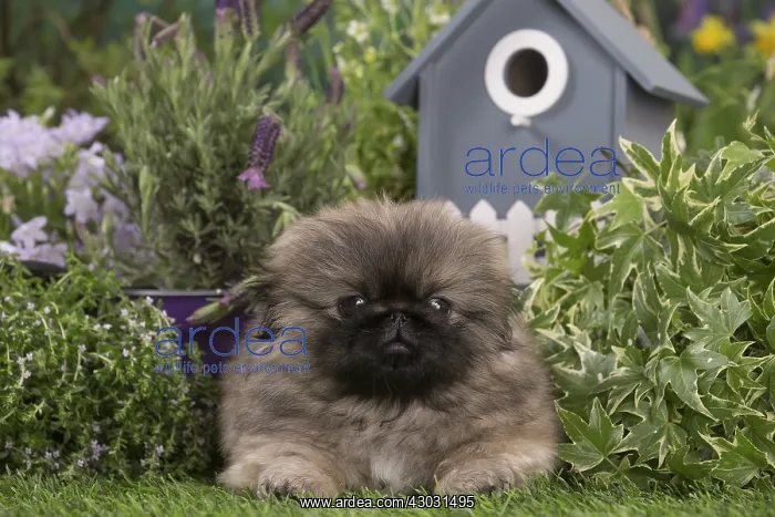  : Pekingese puppy outdoors in the garden