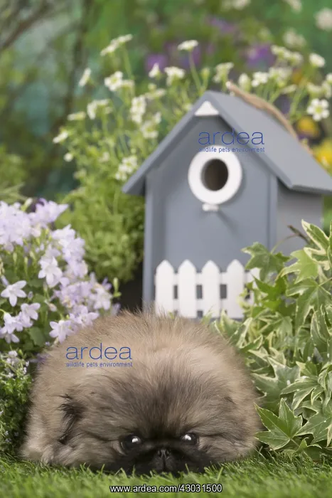  : Pekingese puppy outdoors in the garden