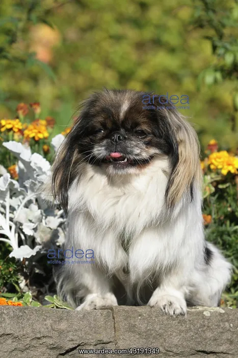 : Pekingese sitting on a wall between flowers Pekingese : Pekingese sitting on a wall between flowers Pekingese