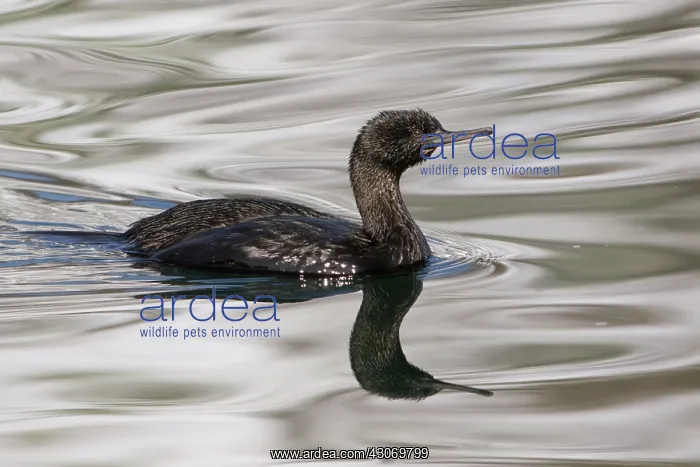 : Pelagic Cormorant : Pelagic Cormorant