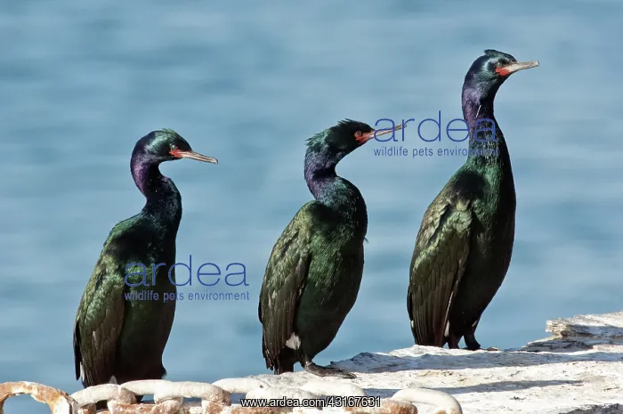 : Pelagic Cormorants : Pelagic Cormorants