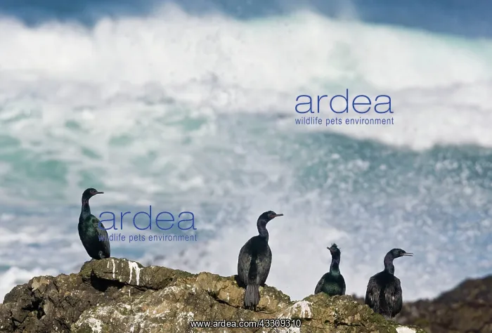 : Pelagic Cormorants - on rocks by the sea : Pelagic Cormorants - on rocks by the sea