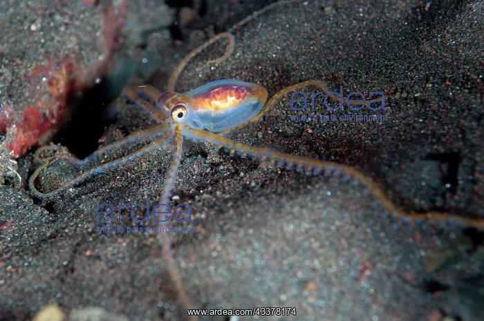 : Pelagic Longarm Octopus : Pelagic Longarm Octopus