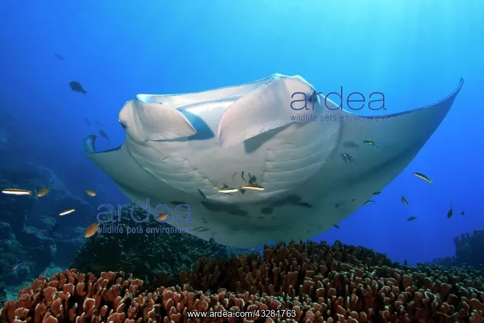 : Pelagic manta ray (Manta alfredi), Micronesia, Pacific : Pelagic manta ray (Manta alfredi), Micronesia, Pacific