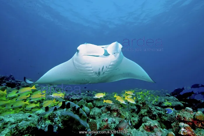 : Pelagic manta ray (Manta birostris) and coral fish : Pelagic manta ray (Manta birostris) and coral fish