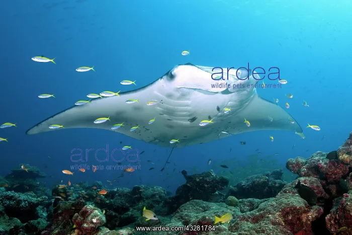 : Pelagic manta ray (Manta birostris) over coral reef : Pelagic manta ray (Manta birostris) over coral reef
