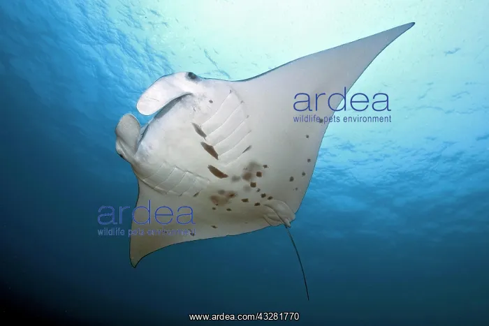 : Pelagic manta ray (Manta birostris), Pacific : Pelagic manta ray (Manta birostris), Pacific