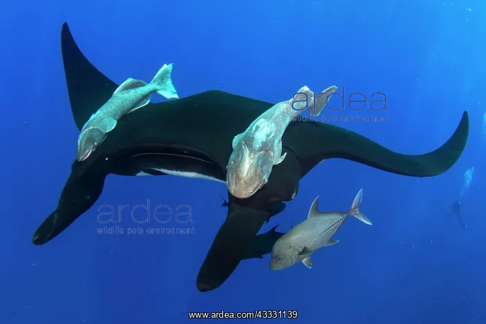 : Pelagic manta ray (Mobula birostris) and fishes : Pelagic manta ray (Mobula birostris) and fishes